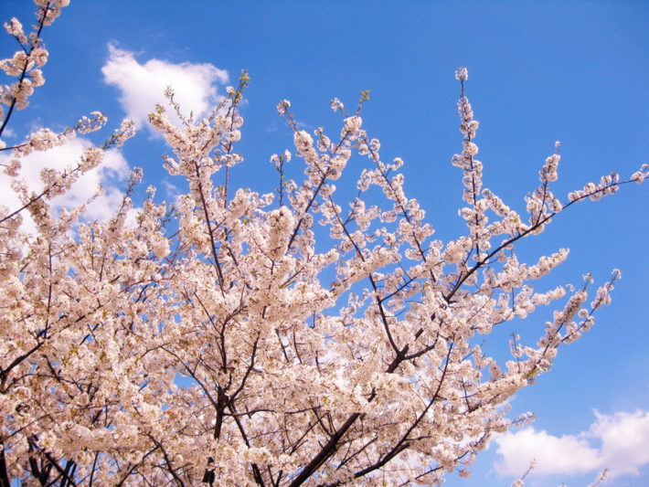 桜と青空