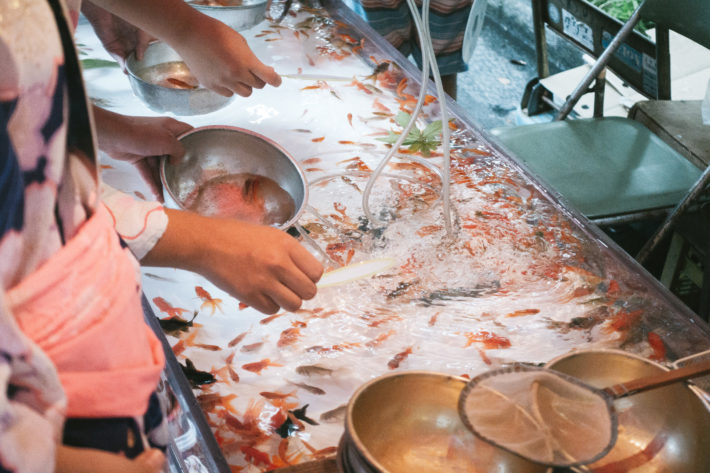 金魚すくいしている画像