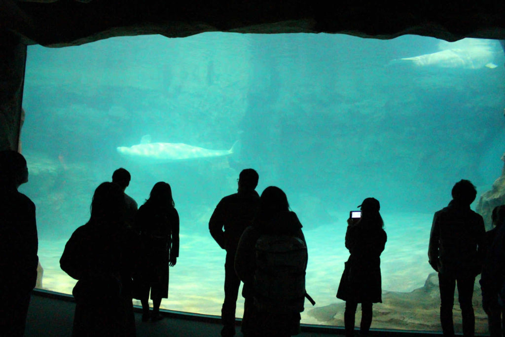 水槽の前に集まっている人たち