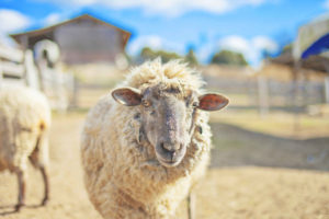 動物園コンに行ってみた感想・評判、動物園婚活のコツを紹介