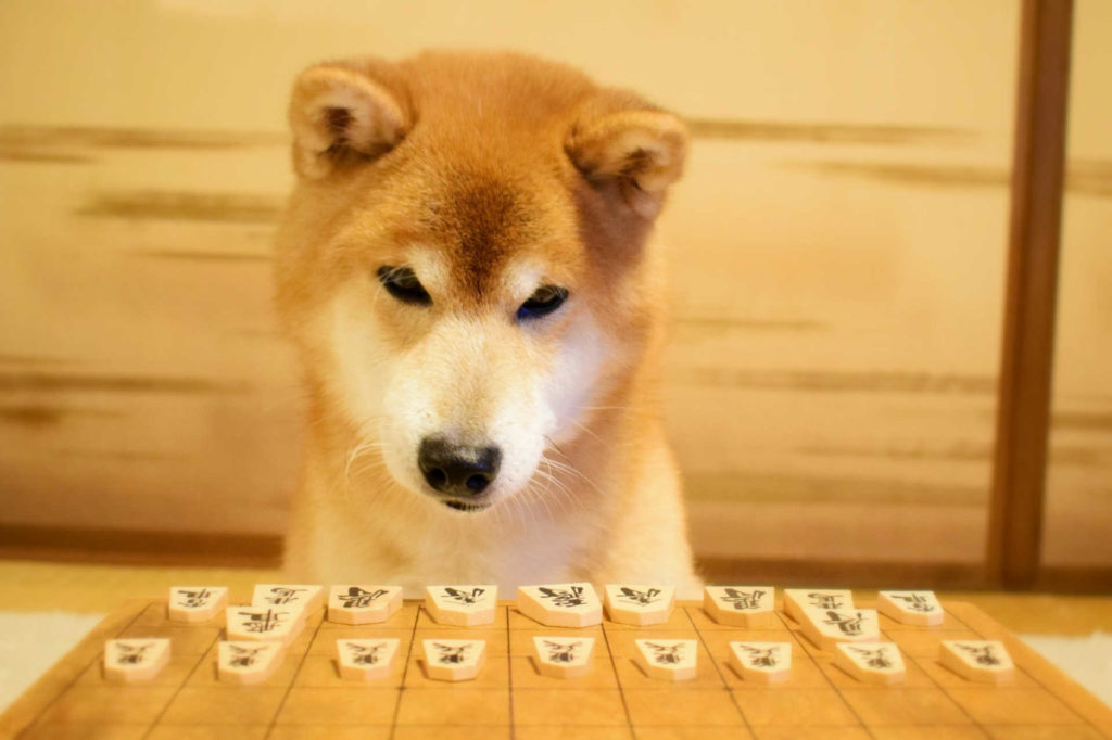 将棋盤を見つめている柴犬