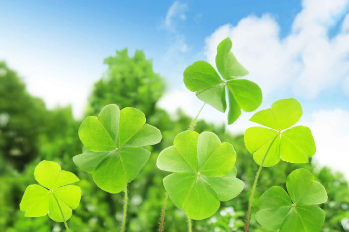 四葉のクローバーが風にそよいでいる画像