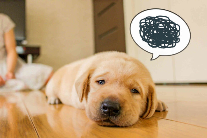 悩む犬