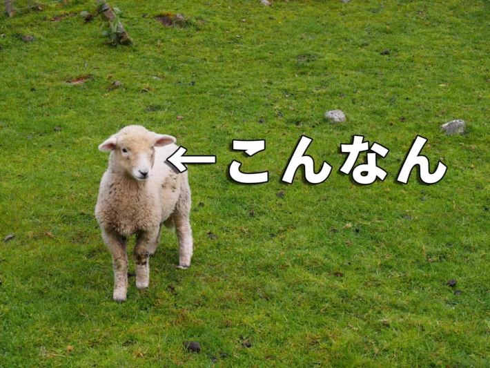 草原にたたずむ悲しい瞳の子羊